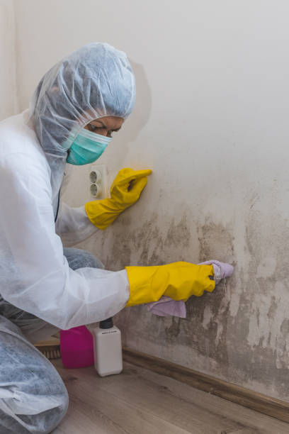 Best Water Damage & Mold Remediation  in Hastings, MN